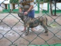 Matriz - Fila Brasileiro Tigrado - Canil Singular - Leona